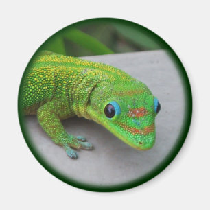 Gold Dust Day Gecko – Audition and Get Some Gecko Magnet