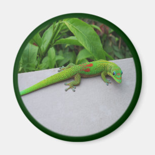 Gold Dust Day Gecko – Audition and Get Some Gecko Magnet