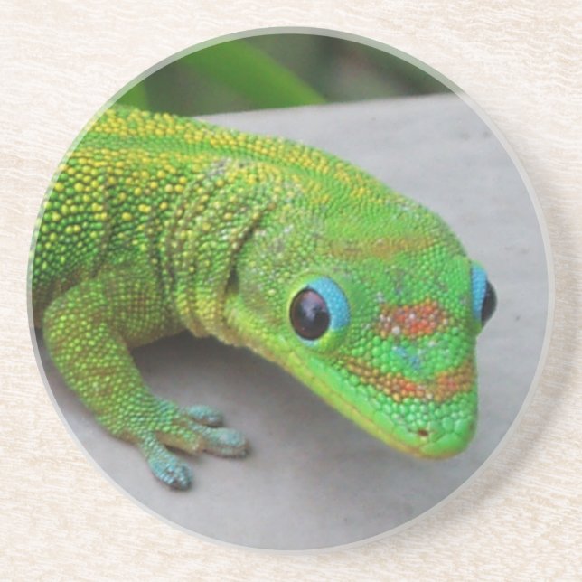 Gold Dust Day Gecko Coaster (Front)