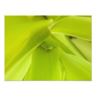 Gold Dust Day Gecko Photo Print