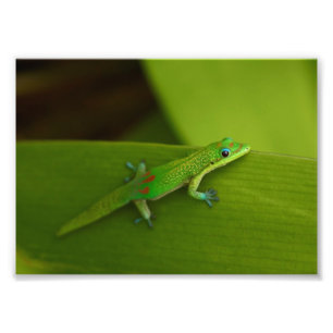 Gold Dust Day Gecko Photo Print