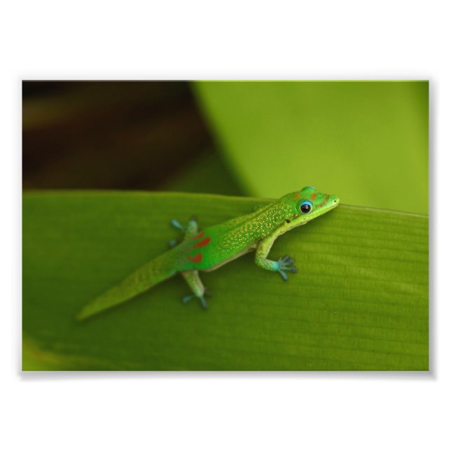 Gold Dust Day Gecko Photo Print (Front)