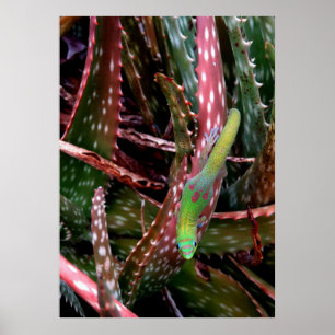 Gold Dust Day Gecko Poster