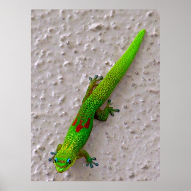 Gold Dust Day Gecko Poster (Front)