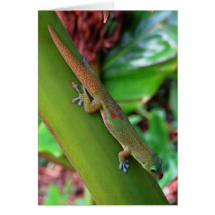 Gold Dust Gecko