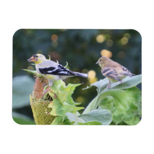 Gold Finch Couple Eating Sunflower Seeds Magnet