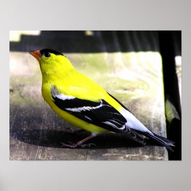 Gold Finch Poster / Print (Front)