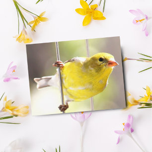 Gold Finch Swinging On Feeder Postcard