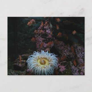 Gold Fish and Sea Anemone Postcard