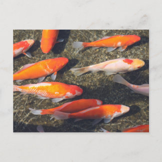 Gold Fish Postcard