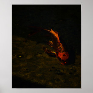 gold fish poster