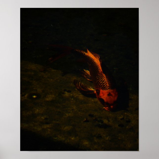 gold fish poster (Front)