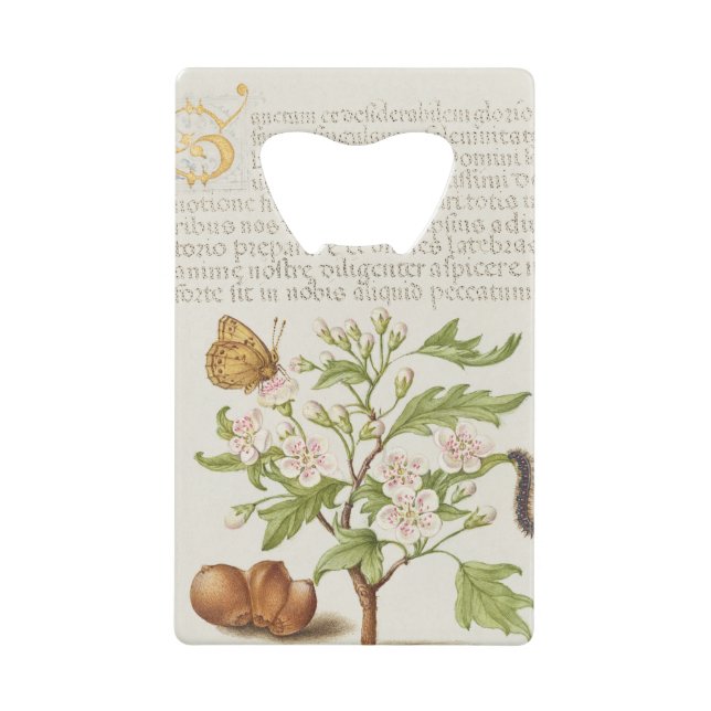 Gold Letter S  Insect, English Hawthorn (Front)