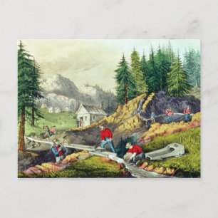 Gold Mining in California Postcard