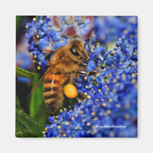 Gold on Blue: Honeybee on the California Lilac Magnet