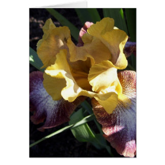 Gold on Purple Iris Card