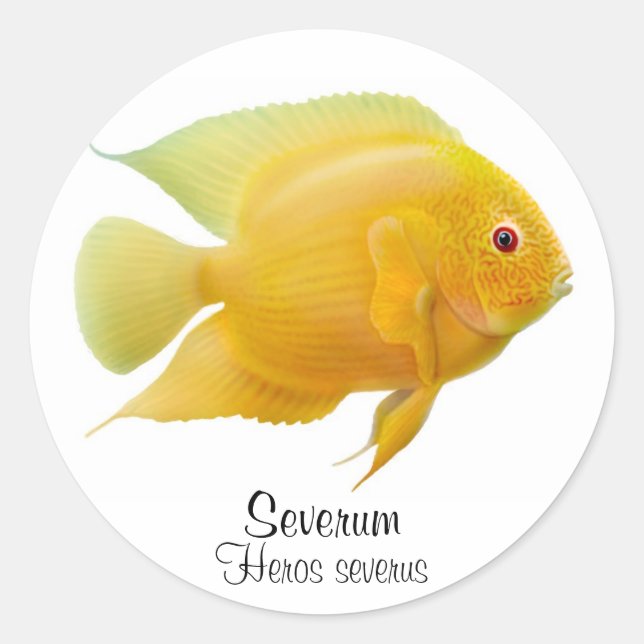 Gold Severum Cichlid Sticker (Front)