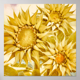 Gold Sunflowers After Van Gogh  Poster