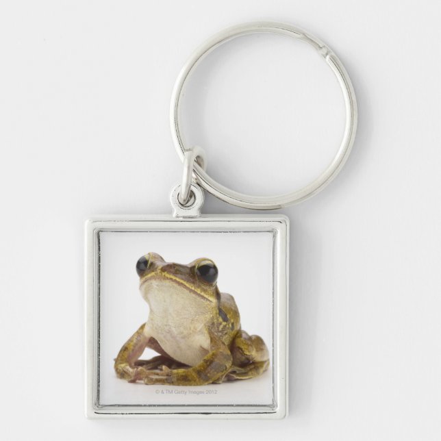 Gold tree frog key ring (Front)