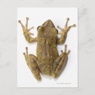 Gold tree frog postcard