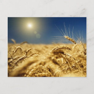 Gold wheat and blue sky with sun postcard