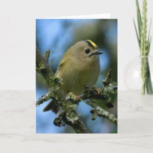 Goldcrest in woodland card