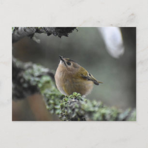 Goldcrest postcard