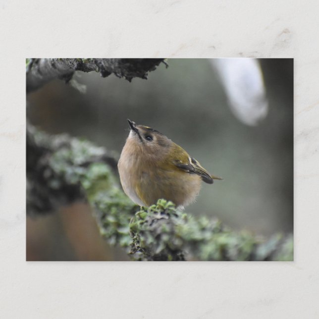 Goldcrest  postcard (Front)