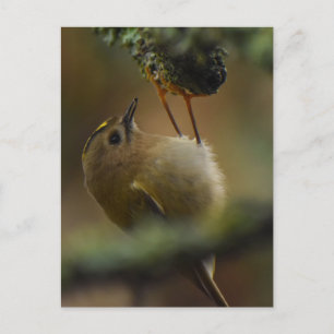 Goldcrest  postcard