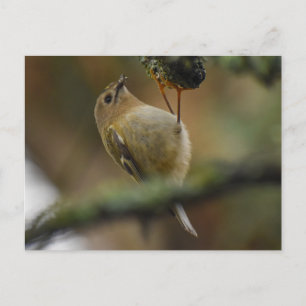 Goldcrest postcard