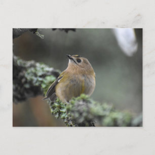 Goldcrest postcard