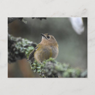 Goldcrest  postcard