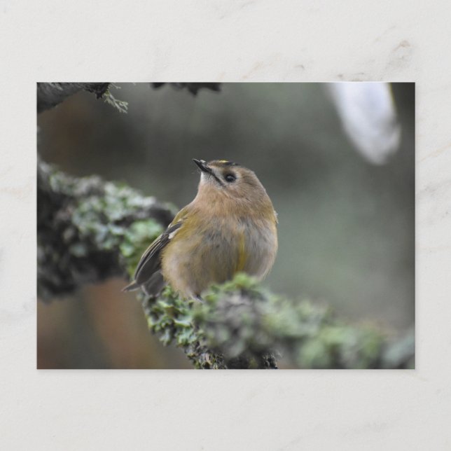 Goldcrest  postcard (Front)