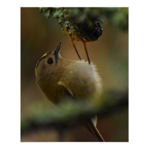 Goldcrest  poster