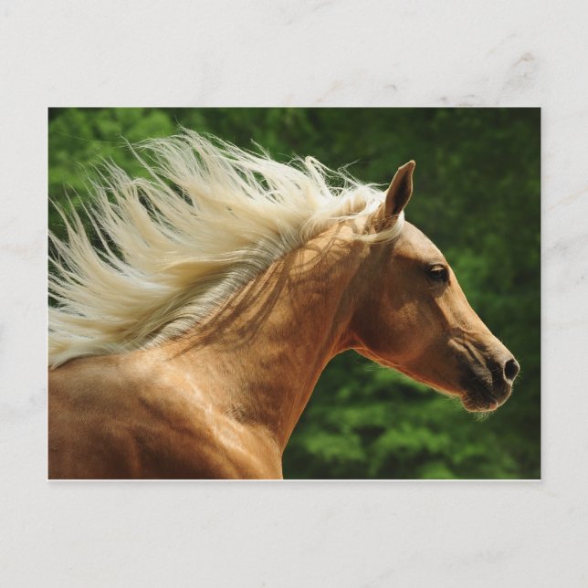 Golden Ambers Postcard (Front)