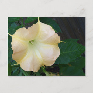Golden Angels trumpet flower close up Postcard