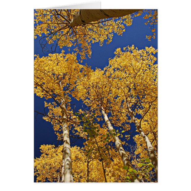 Golden Aspens (Front)