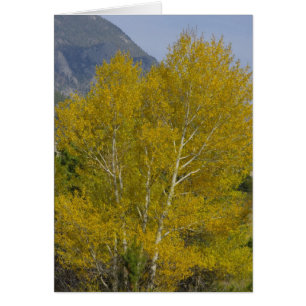 Golden Aspens Card