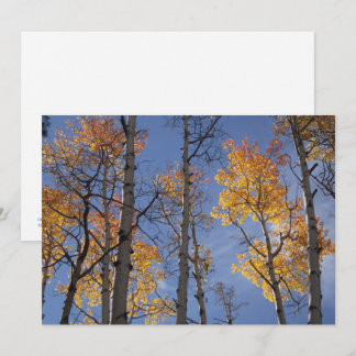 Golden Aspens Card