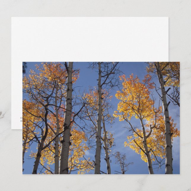 Golden Aspens Card (Front/Back)