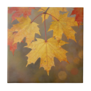 Golden Autumn Maple Leaves Ceramic Tile