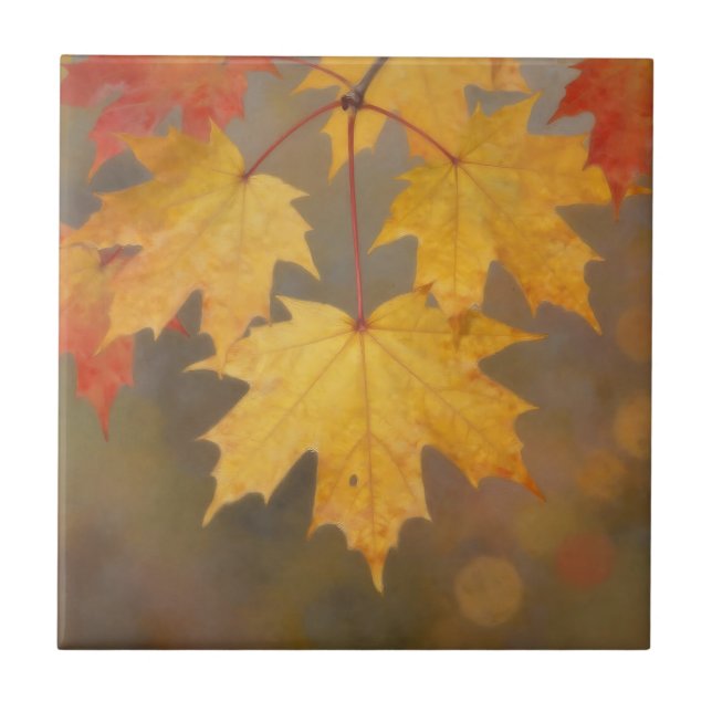 Golden Autumn Maple Leaves Ceramic Tile (Front)