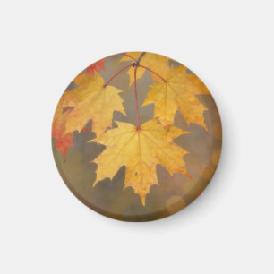 Golden Autumn Maple Leaves Magnet