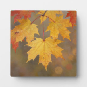 Golden Autumn Maple Leaves Plaque