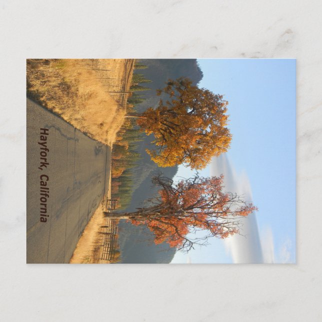 Golden Autumn... Postcard (Front)