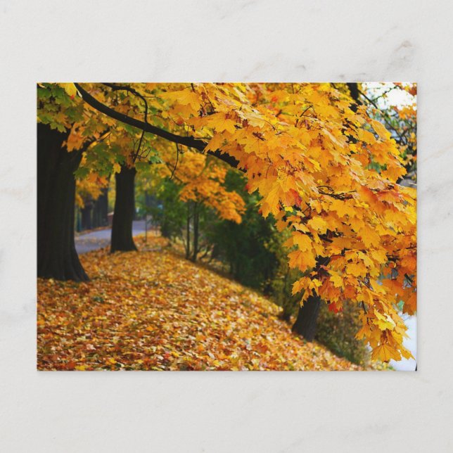Golden Autumn Trees Postcard (Front)