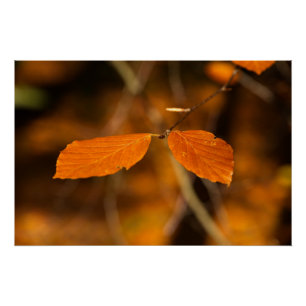 Golden autumnal leafy scene poster