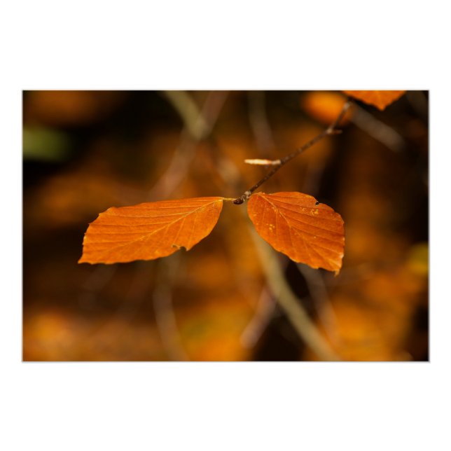 Golden autumnal leafy scene poster (Front)