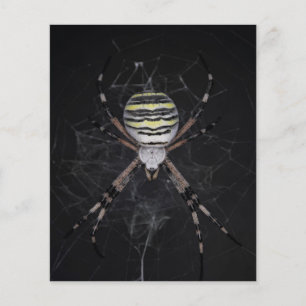 Golden Banded Garden Spider Spider Lovers Gift Flyer