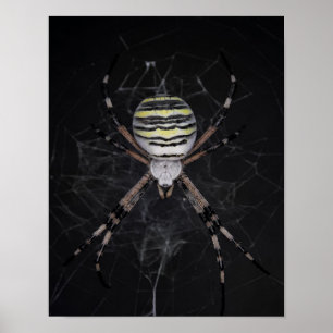 Golden Banded Garden Spider   Spider Lovers Gift Poster